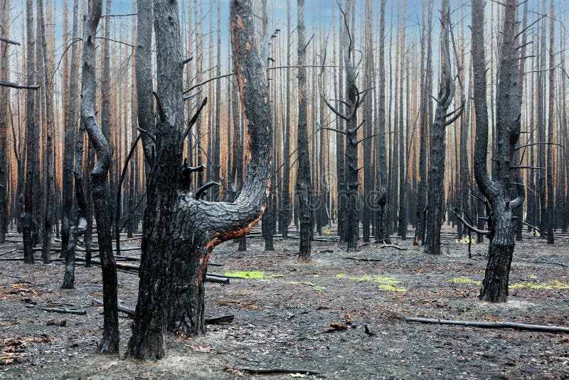 Radioactive Forest after a Fire Editorial Stock Photo Image of nature