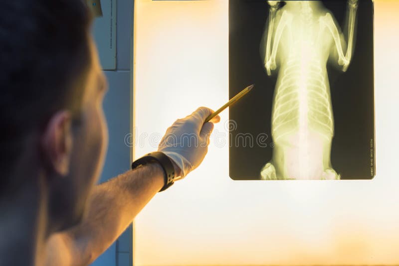 Radiografia de exame do animal de estimação do doutor veterinário fotografia de stock Radiografia de exame do animal de estimação do doutor veterinário fotografia de stock