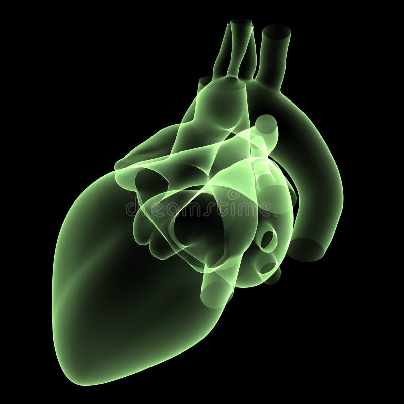 Green X-ray oa a Human heart - 3D rendered. Green X-ray oa a Human heart - 3D rendered