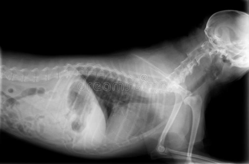 Radiografía Del Cuerpo Del Perro Foto de archivo Imagen de perro