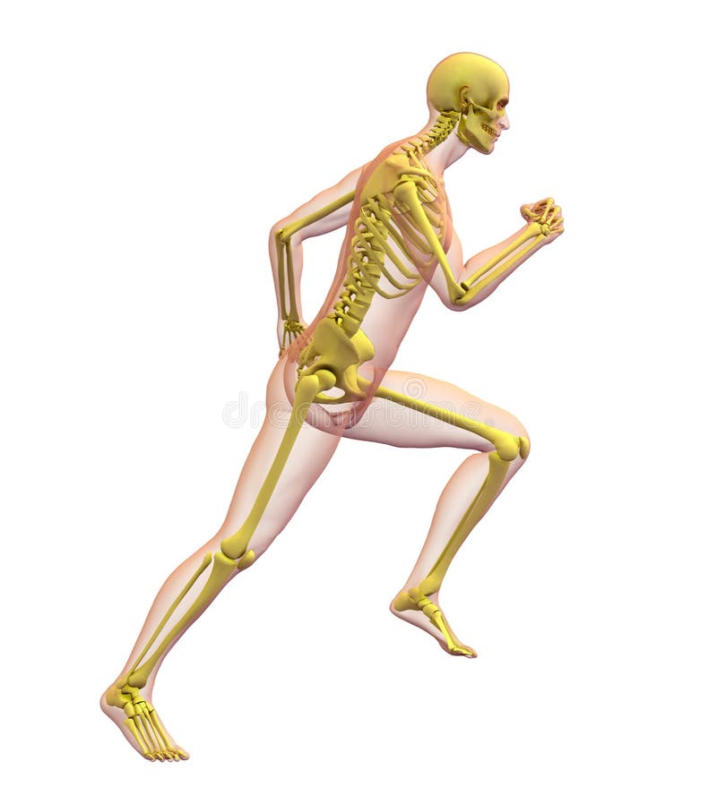 Radiografíe la ilustración del cuerpo humano y del squeleto masculinos