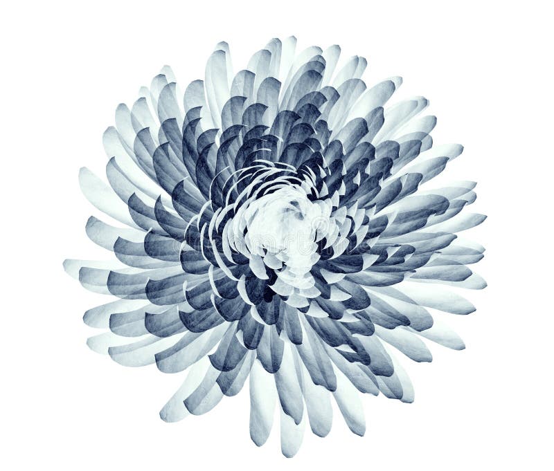 Radiografíe la imagen de una flor aislada en blanco, el pompón Chrysanth libre illustration Radiografíe la imagen de una flor aislada en blanco, el pompón Chrysanth libre illustration
