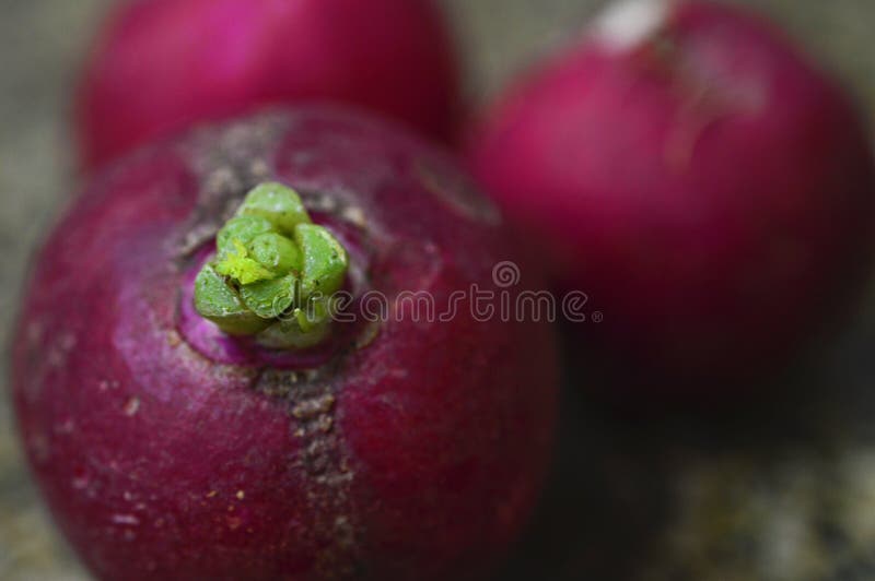 Radis rouge frais et naturel photos libres de droits Radis rouge frais et naturel photos libres de droits