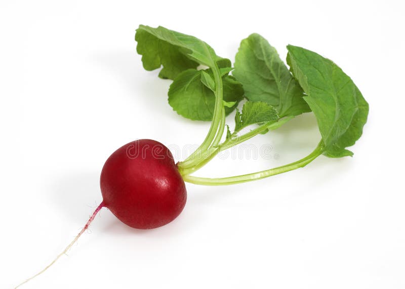 RADIS ROUGE stock image. Image of food, radish, ingredient 172898687