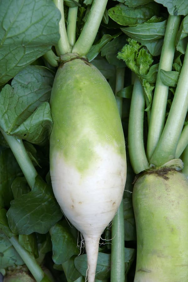 Radish stock image. Image of stipe, greenstuff, radish 22182693