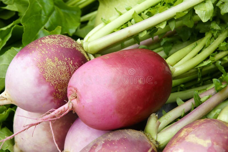 Radish stock image. Image of stipe, greenstuff, radish 22182693
