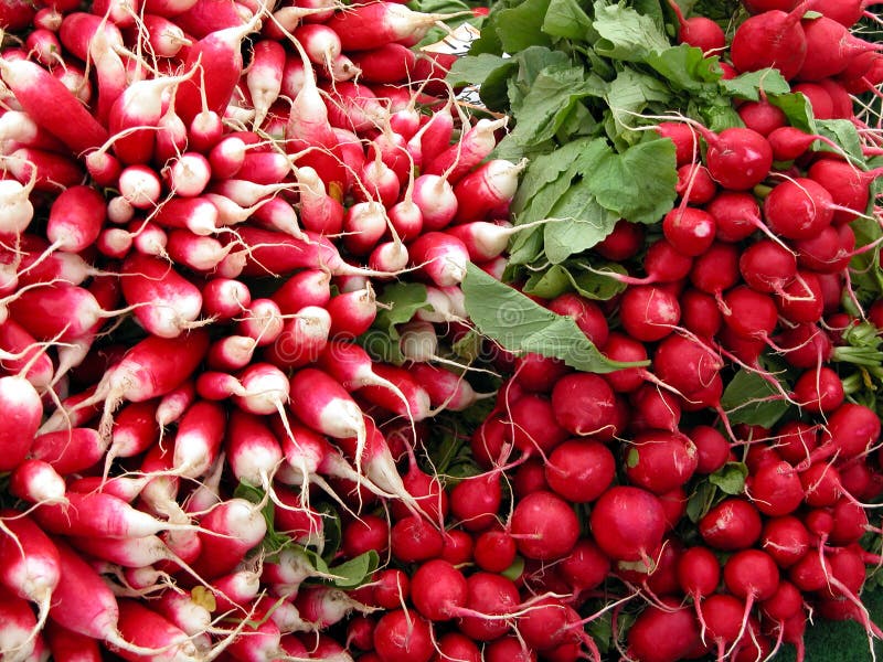 Radish stock photo. Image of black, healthy, care, carotene 37272