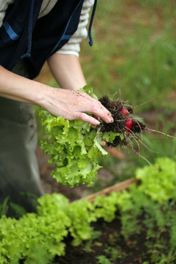 Radish