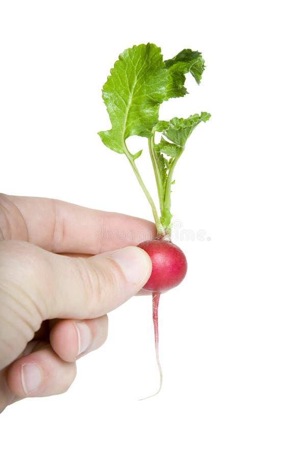 Quick cut of radish stock image. Image of knife, hand 9694583