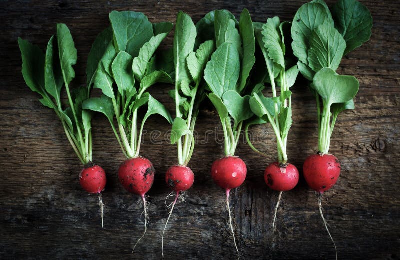 Radish Collected from the Garden Stock Photo Image of background