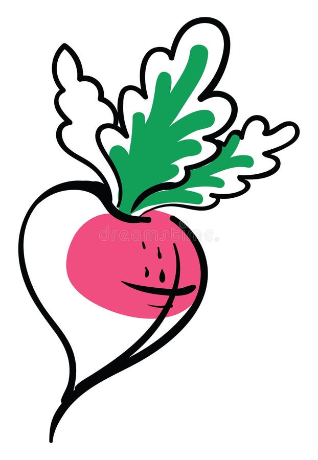 Featured image of post Radish Drawing Photo Find over 100 of the best free radish images