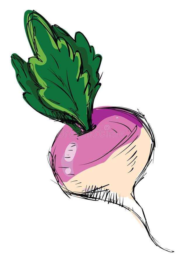 Radish Drawing, Illustration, Vector Stock Vector Illustration of
