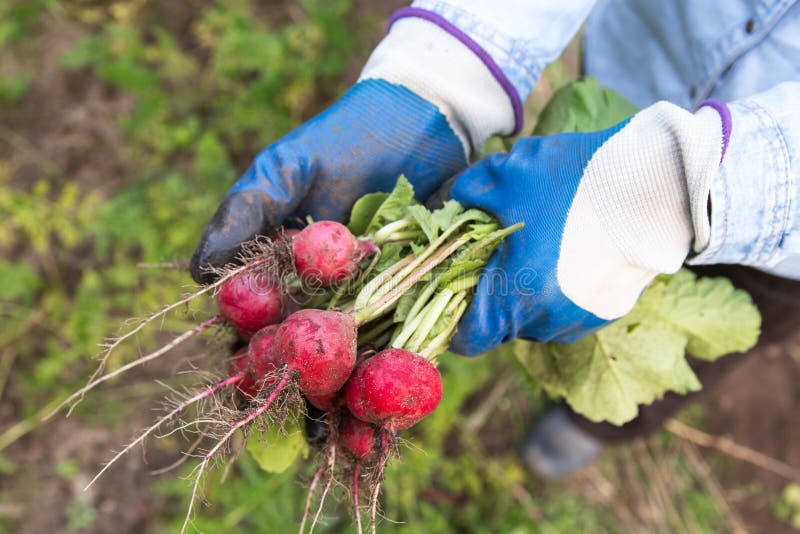 Radish in garden. Farmer hands in gloves harvesting organic fresh dirty radish harvest