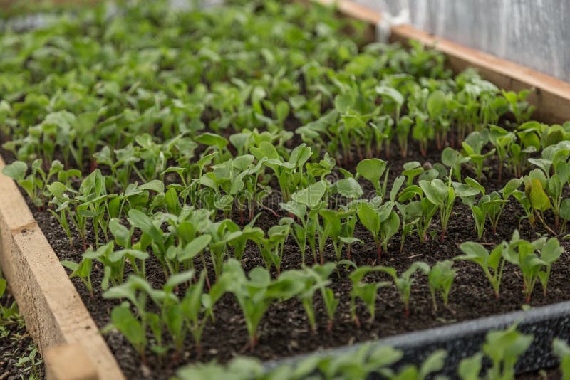 Radish in greenhouse stock image. Image of field, agriculture 90291421