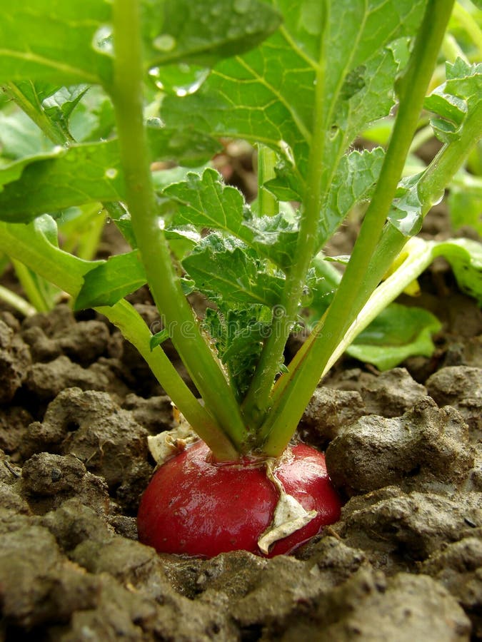 Radish growing stock photo. Image of diet, nutrition 25888382