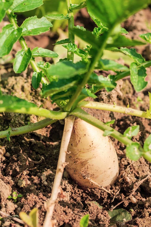 Radish grown in the ground stock image. Image of garden 36898125