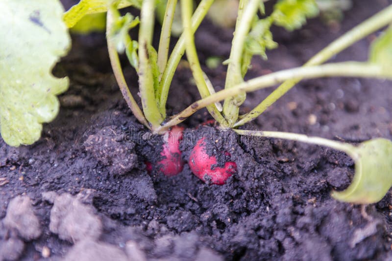 Radish Grows in the Ground. Bed of Radishes Stock Image Image of
