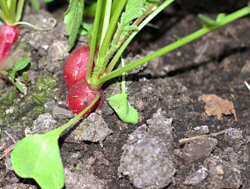 Radish grows in the ground stock image. Image of stands 219236359