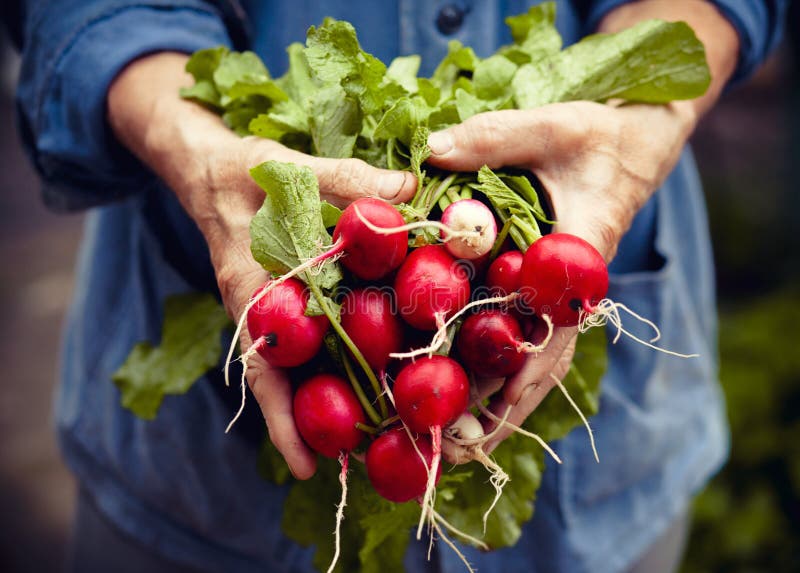 Harvest of radishes stock image. Image of home, nature 87963719