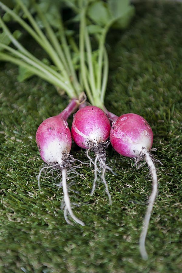 Radish Organic Food Vegetable Stock Photo Image of food, garden 143376000