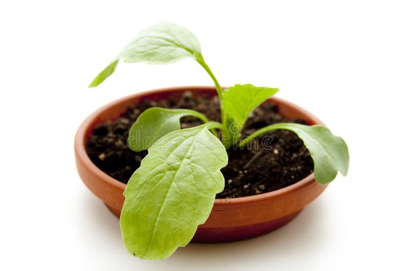 Radish plant