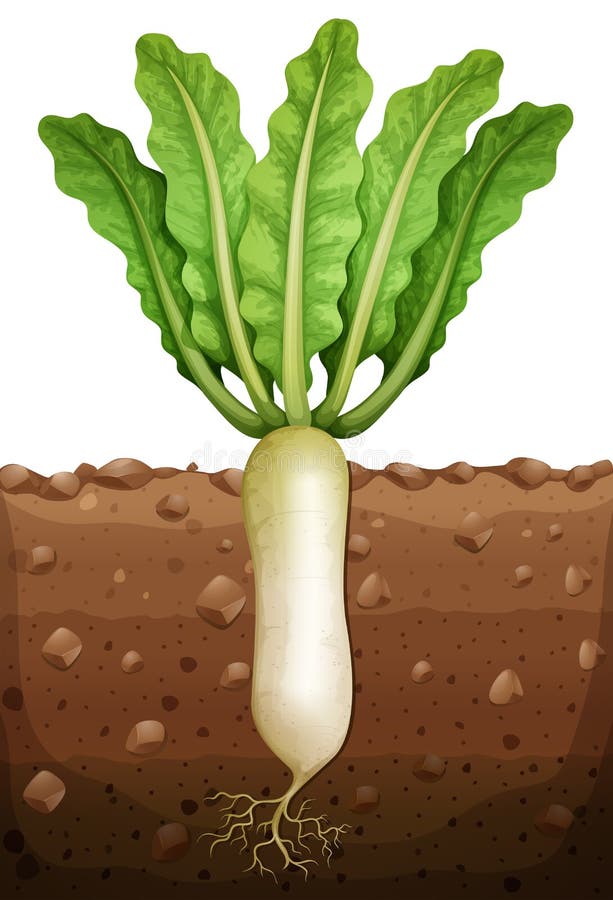 Radish Plant Under the Ground Stock Vector Illustration of root