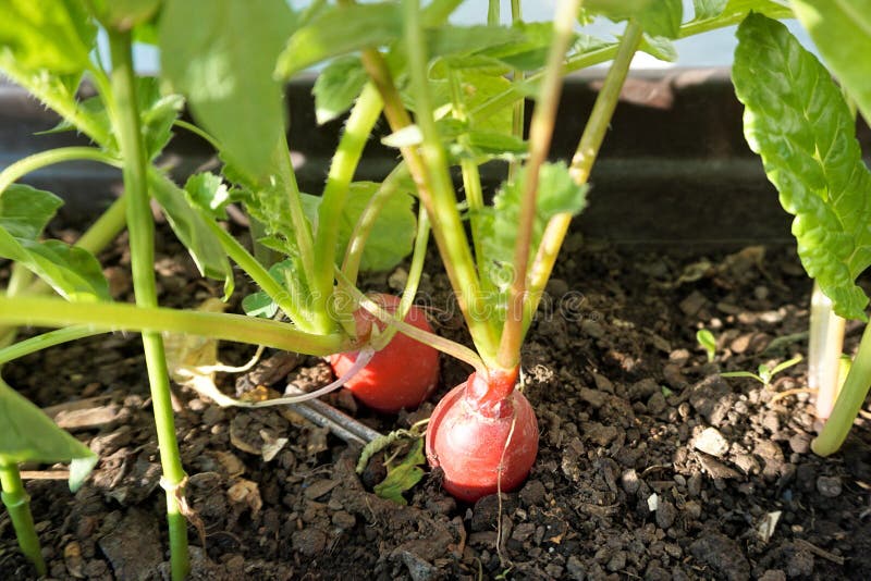 Radish plants in urban outdoor garden