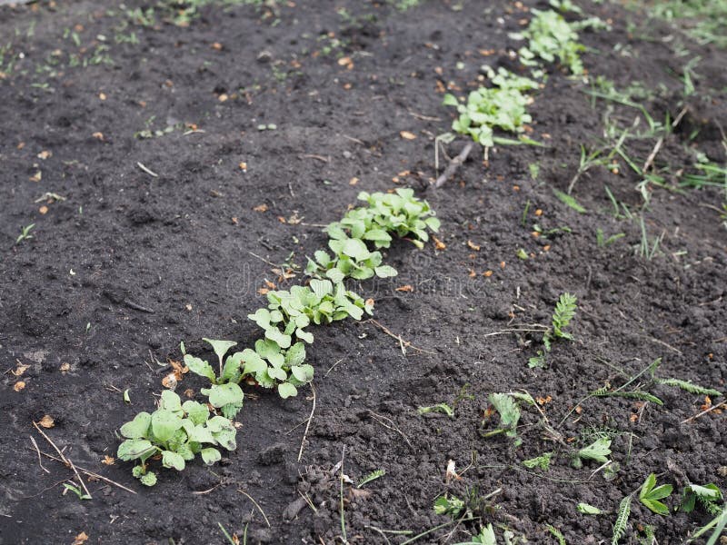 Radish Seedlings in the Garden in Spring Stock Photo Image of healthy, cultivate 183567354
