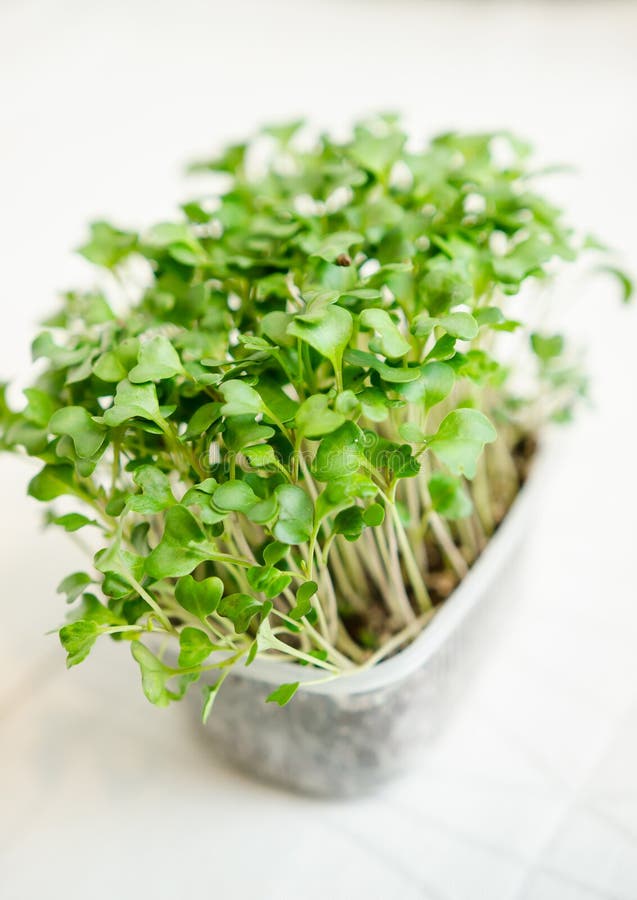 Radish seedlings