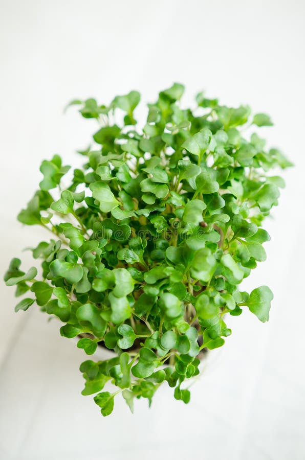 Radish seedlings