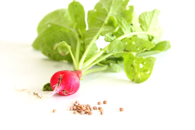 Radish and Seeds