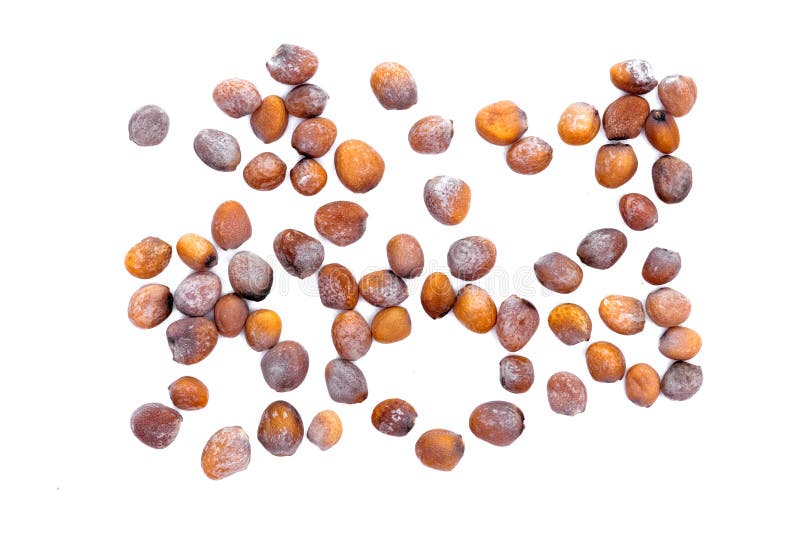 Radish seeds. stock image. Image of white, crop, heap 170617647