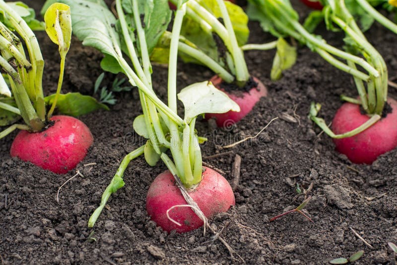 Radish in the spring stock image. Image of desire, meal 30379879