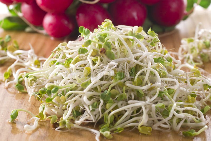 Radish Sprouts stock image Radish Sprouts stock image
