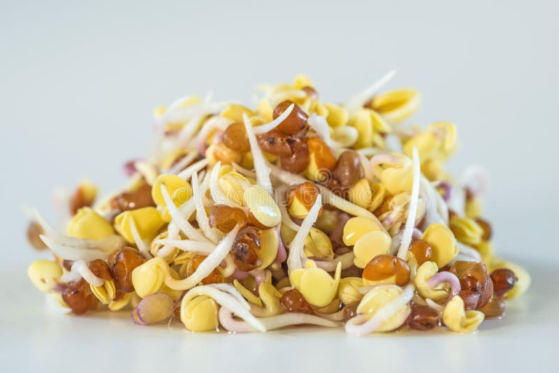 Radish sprouts stock image. Image of cooking, germ, protein 38456487