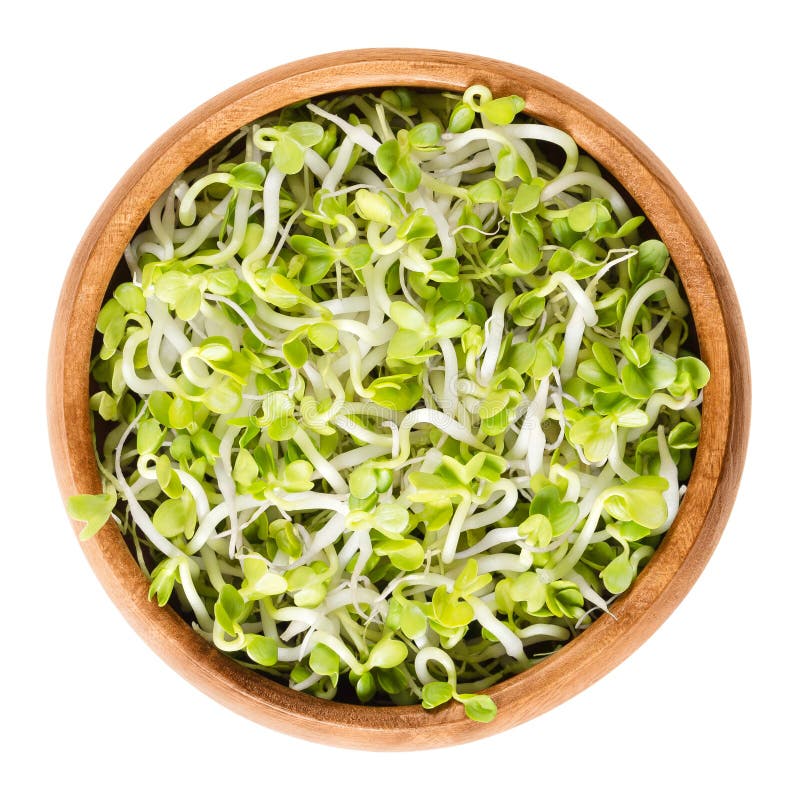 Radish sprouts in wooden bowl over white royalty free stock photo Radish sprouts in wooden bowl over white royalty free stock photo