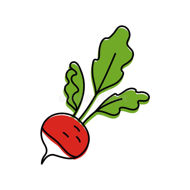 Simple Red Radish with Green Leaves Drawing Illustration Stock Vector