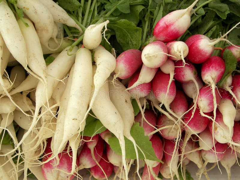 Radishes stock photo. Image of health, healthy, fresh 60064018