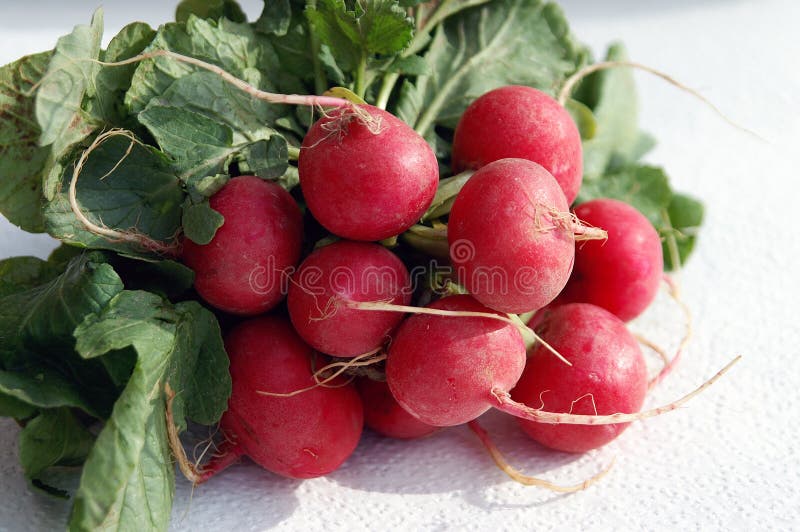 Radishes stock image. Image of cancer, munchies, sulfur 4490063