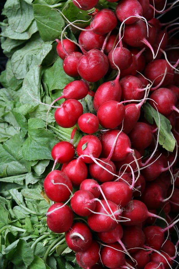 Radishes stock image. Image of organic, turnip, cullinary 898541
