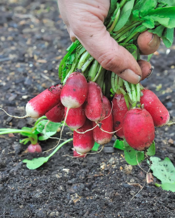 Radishes