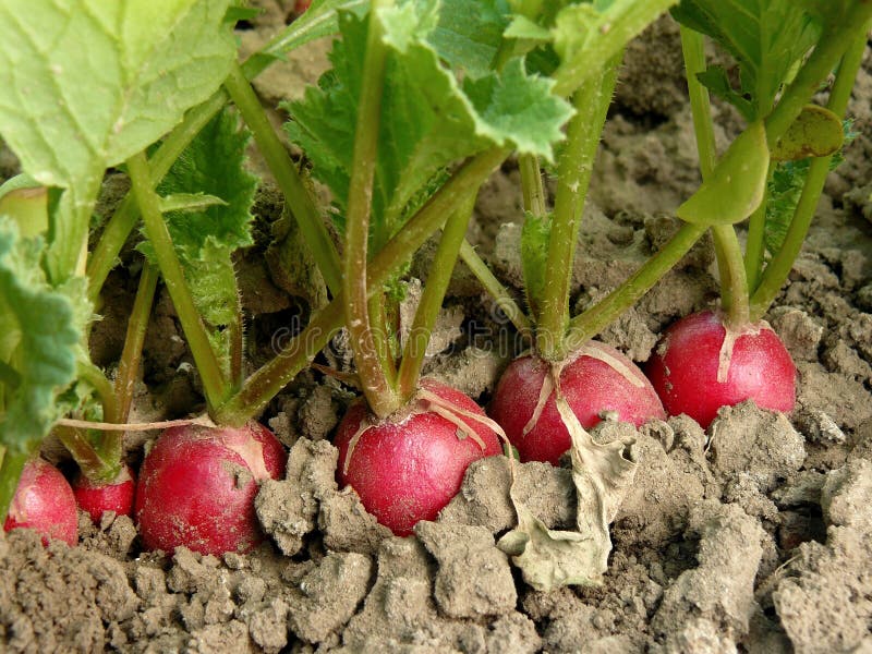 Radishes growing stock image. Image of radishes, dirt 32965563