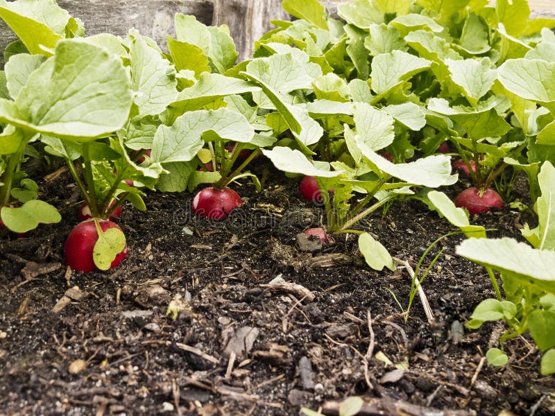 Radishes growing stock image. Image of ecology, food 40886403