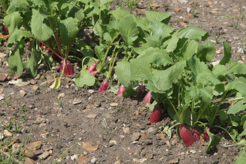 Radishes Growing in a Vegetable Garden Stock Photo Image of