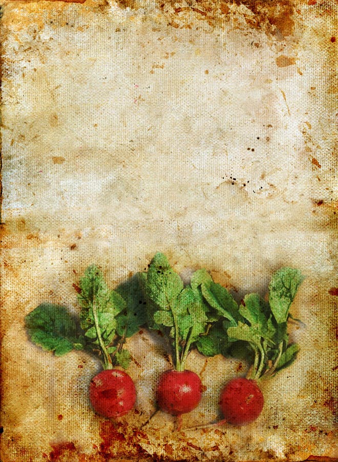 Radishes on Stained grunge background