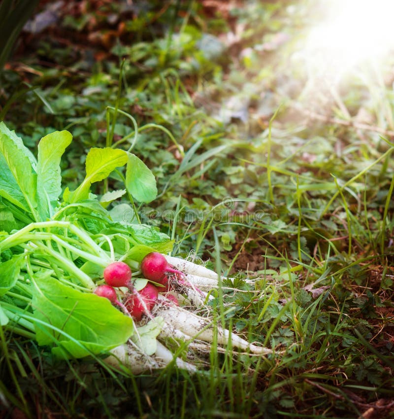 Turnips and radishes stock photo. Image of radishes, vegetables 46441786