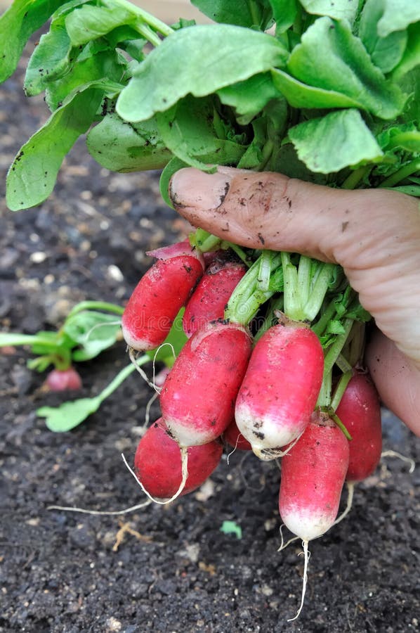 Radishes from vegetable garden