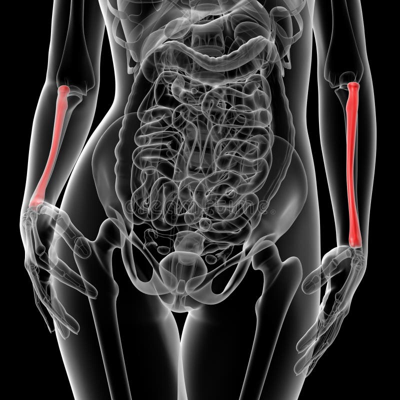 Radius bone royalty free illustration