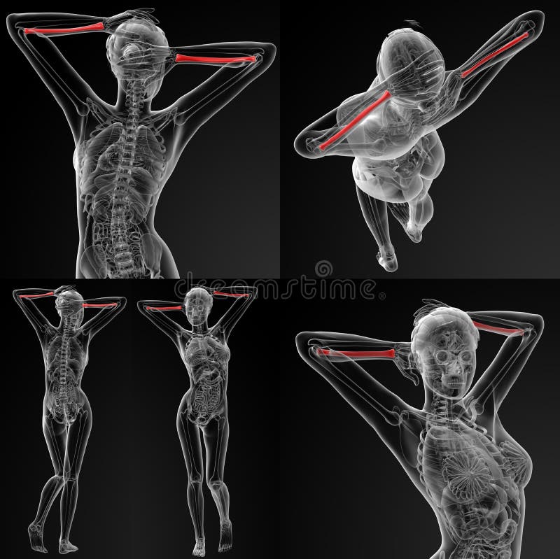 Radius bone royalty free illustration