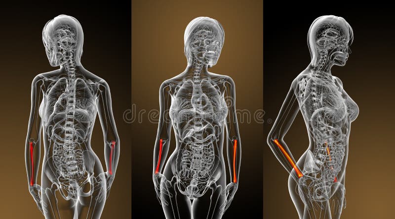 Radius bone vector illustration